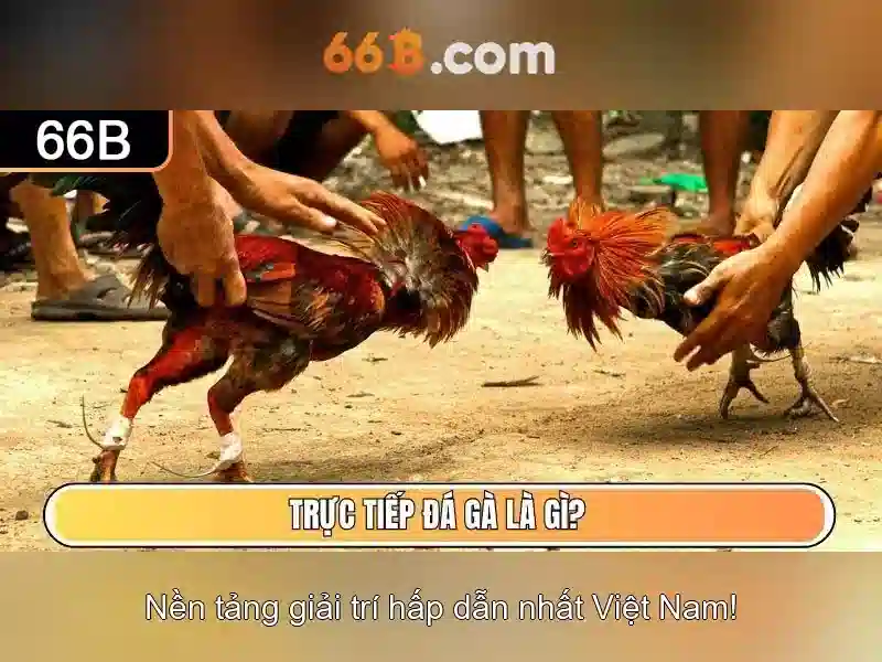 Giới thiệu về 66b Giới thiệu về 66b