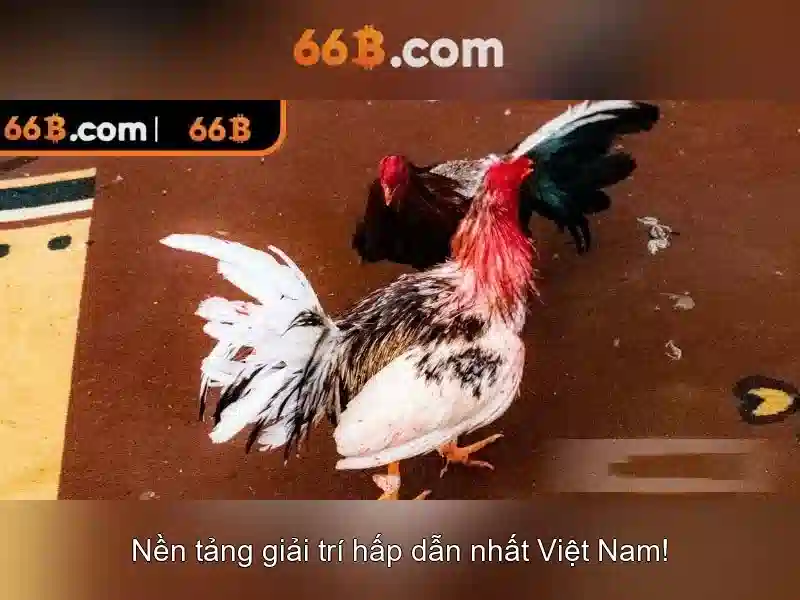 66b: Khám phá một khái niệm độc đáo