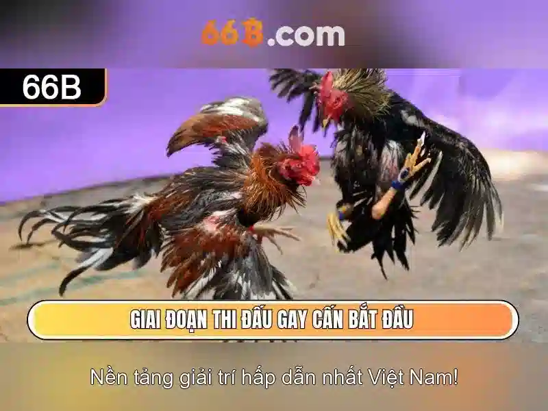 66b là gì? 66b là gì?