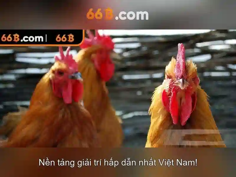 Giới thiệu về 66B Giới thiệu về 66B
